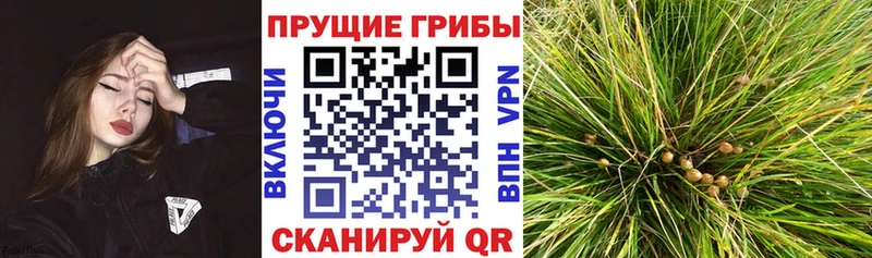 Псилоцибиновые грибы Psilocybe Людиново